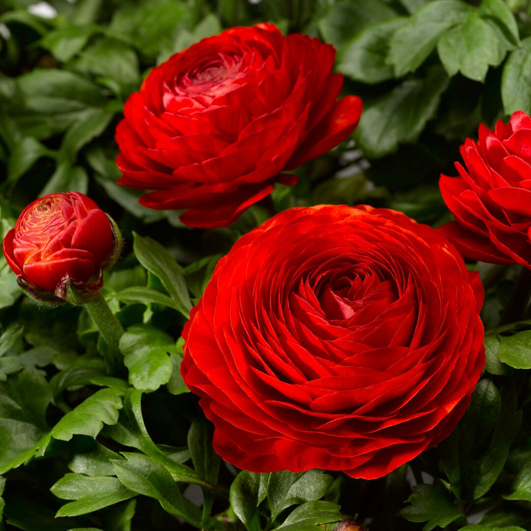 Red Ranunculus flower seeds