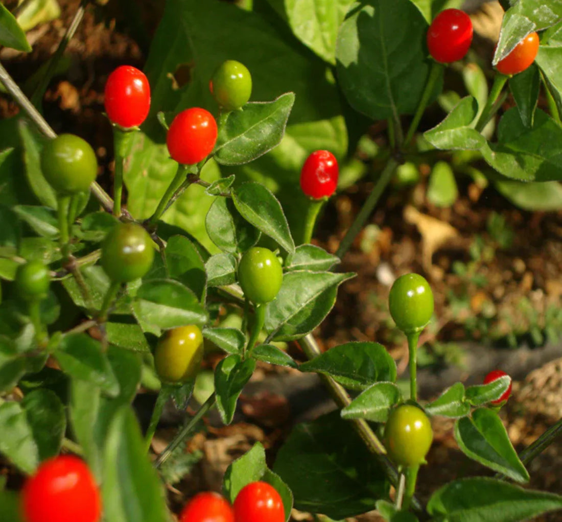 Chilitepin flower seeds