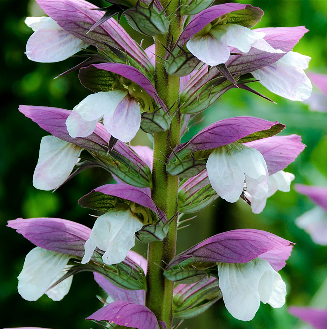Acanthus Mollis flower seeds