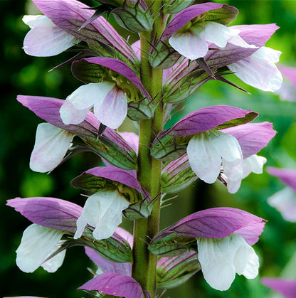 Acanthus Mollis flower seeds