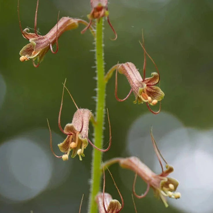 Mothers Menziesii flower seeds
