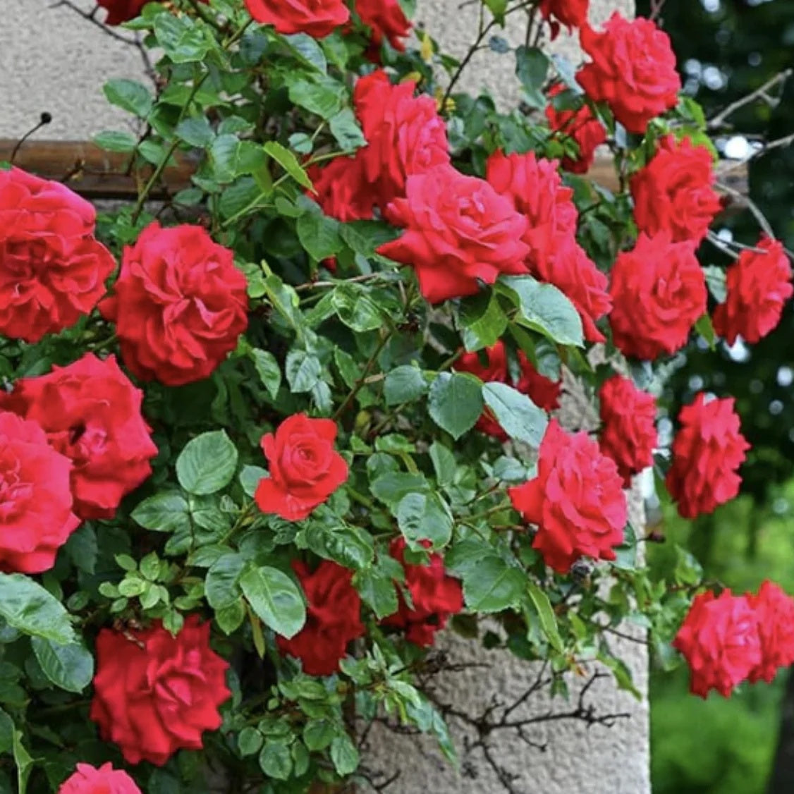 Fragrant Climbing Rose plant