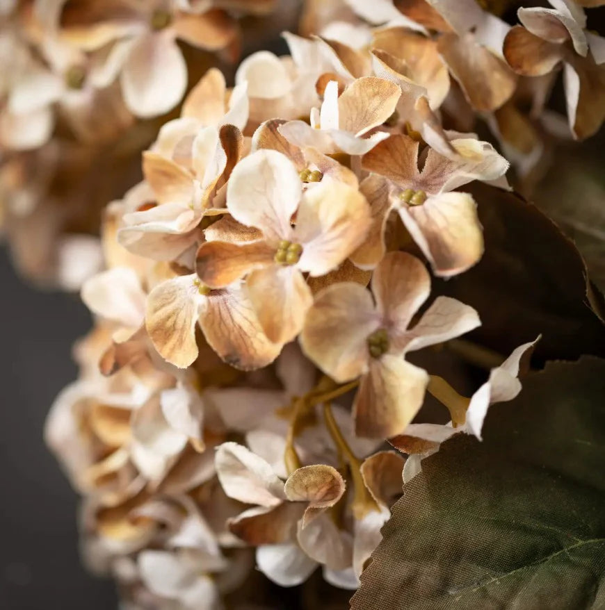 Khaki Hydrangea flower seeds
