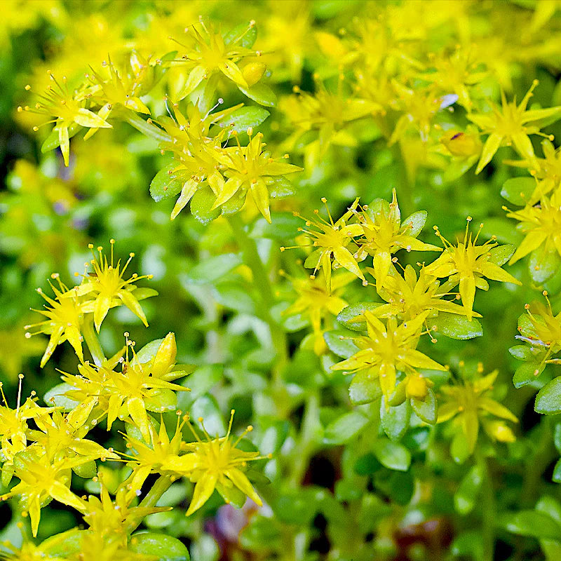 Sedum flower seeds