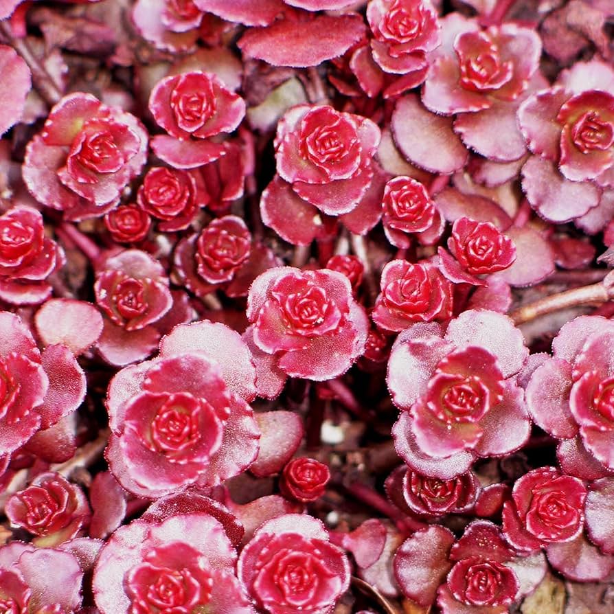 Sedum Spurium flower seeds