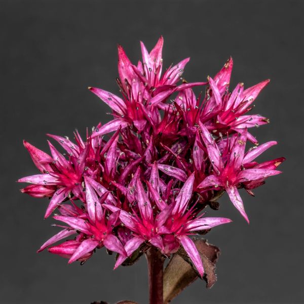 Pink Sedum flower seeds