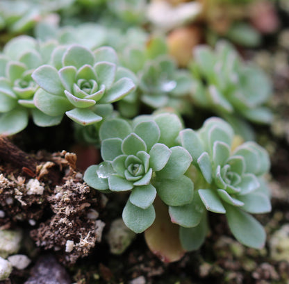 Graines de sedum Green Cliff pour la plantation – Graines de jardin Sedum