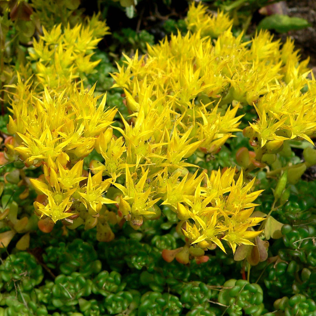 Yellow Sedum flower seeds