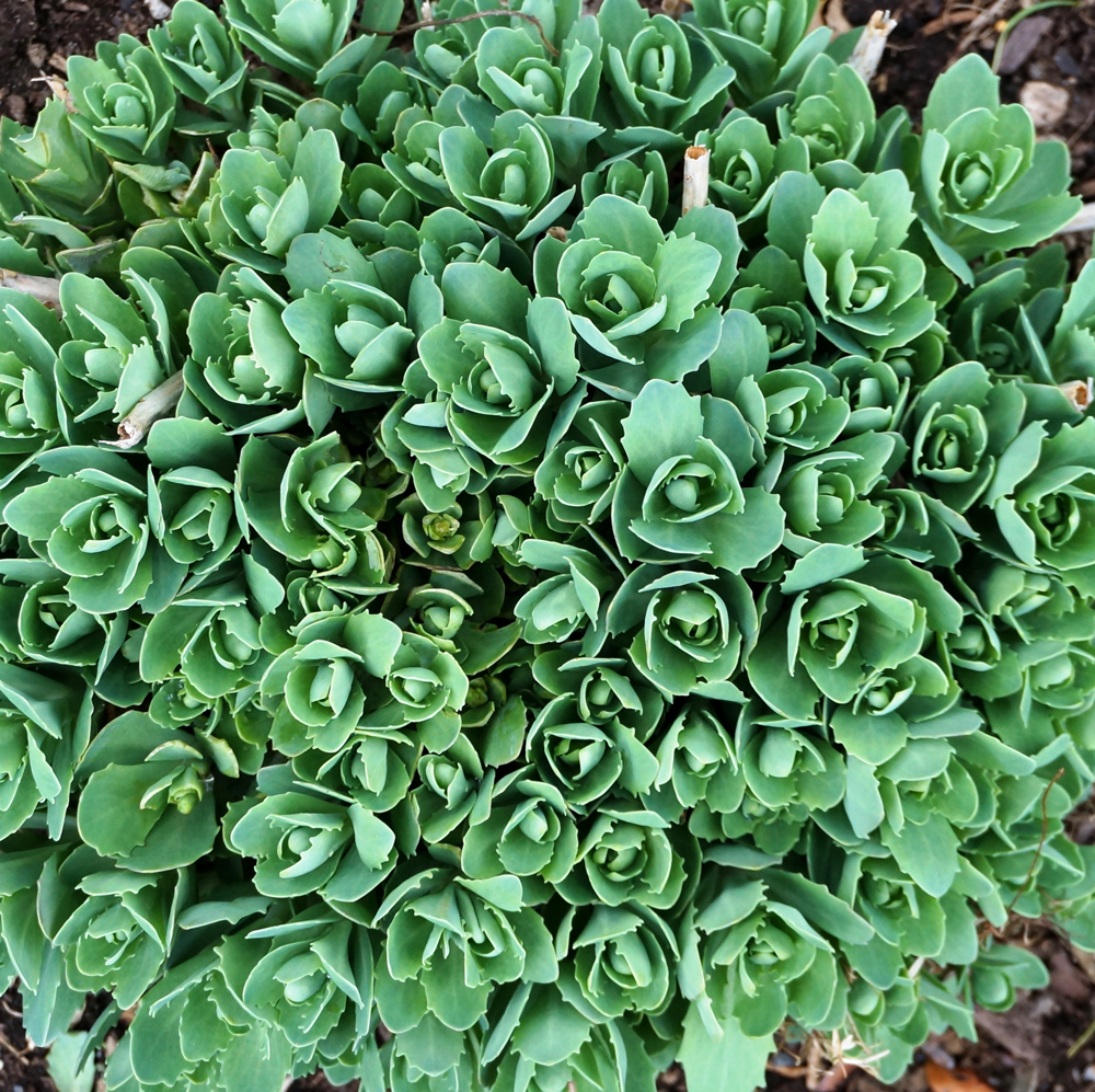 Sedum flower seeds