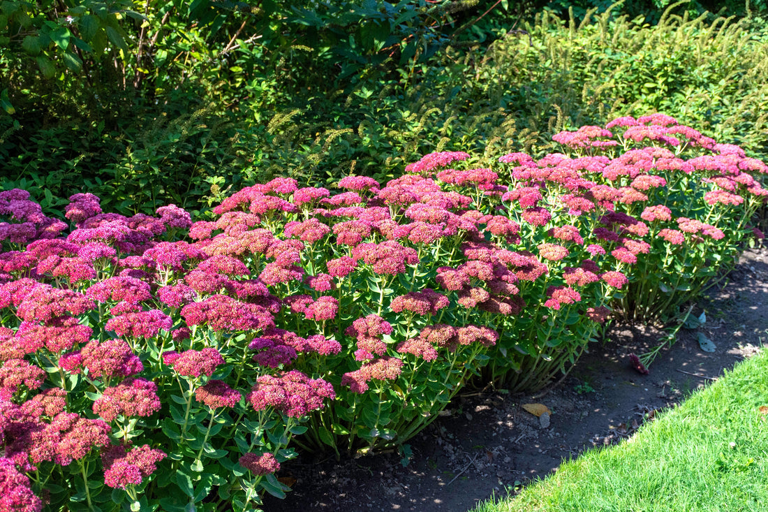 Stonecrop flower seeds