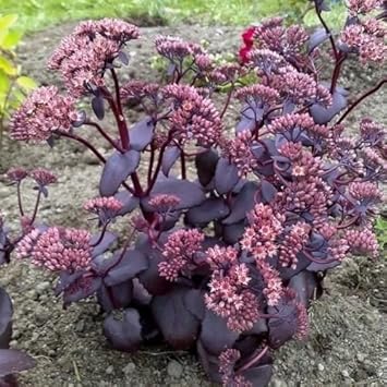 Pink Telephium Sedum plant