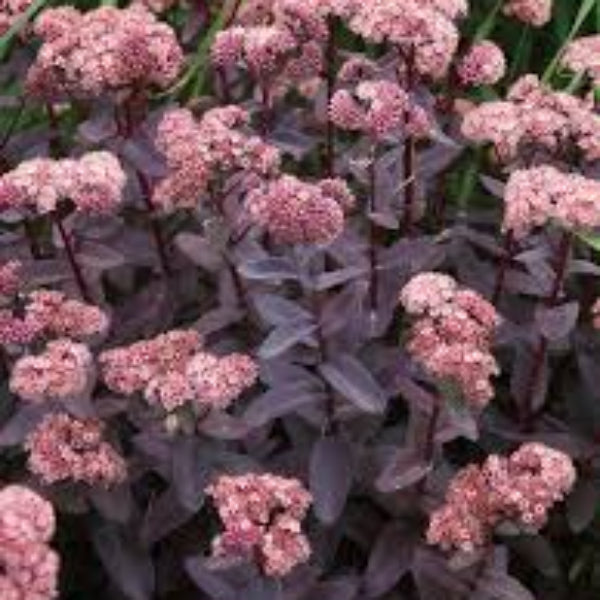 Pink Telephium Sedum plant