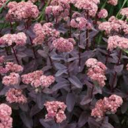 Pink Telephium Sedum plant