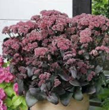 Pink Telephium Sedum plant