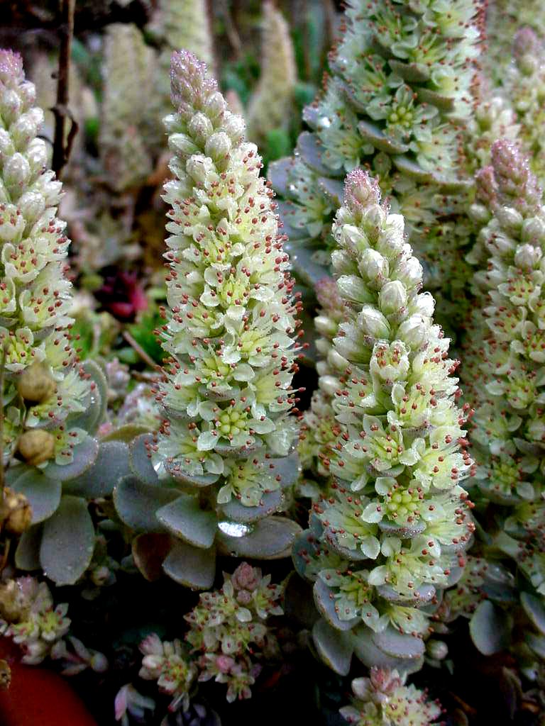 Orostachys flower seeds