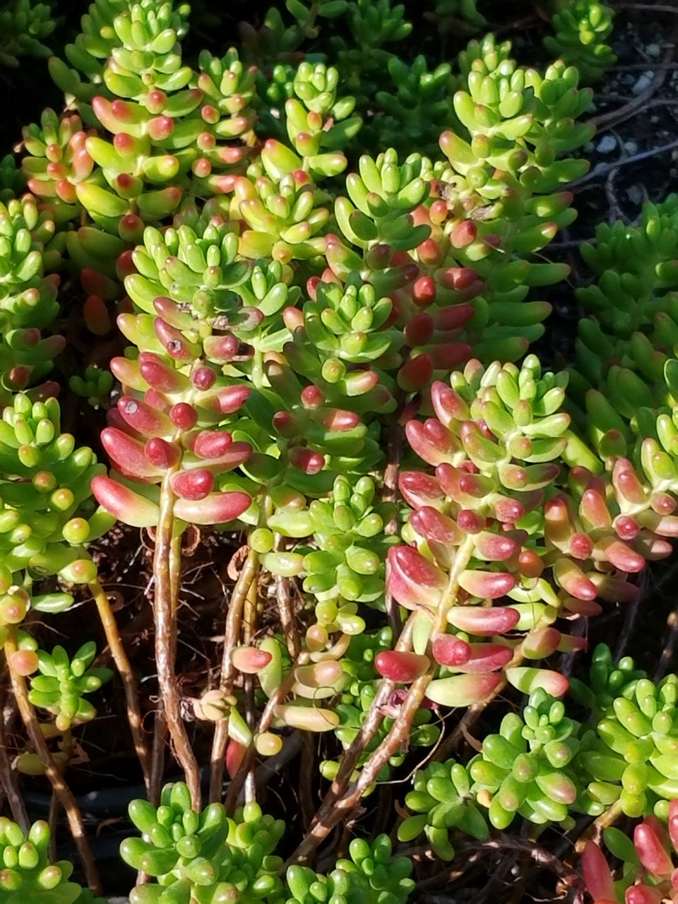 Red Sedum flower seeds