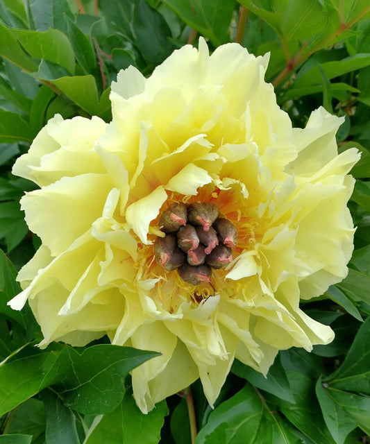 Yellow Peony flower seeds