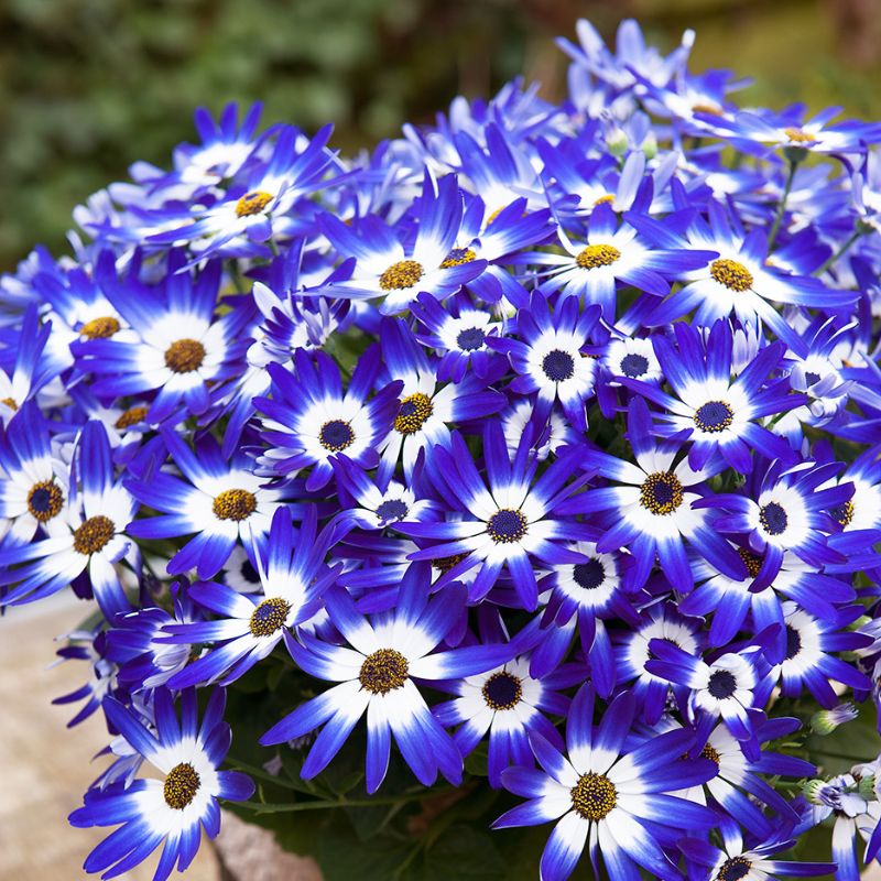 Senetti Pericallis flower seeds
