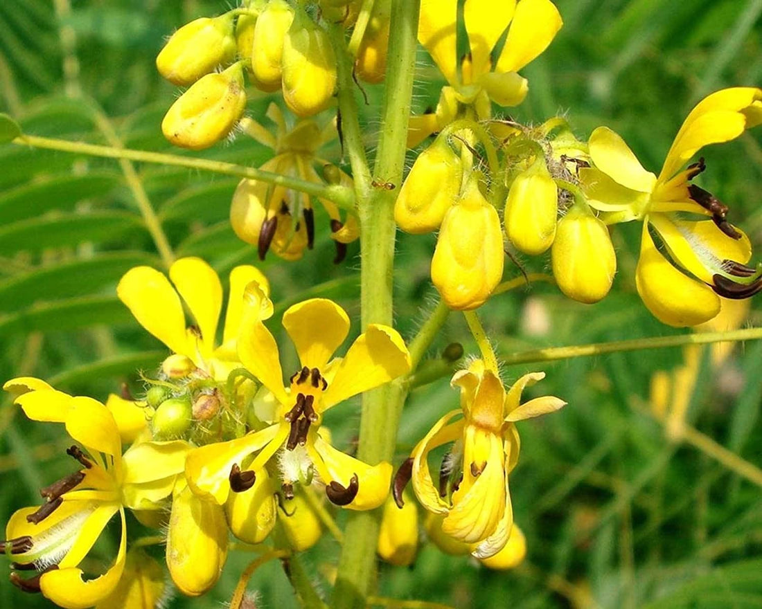 Black Senna flower seeds