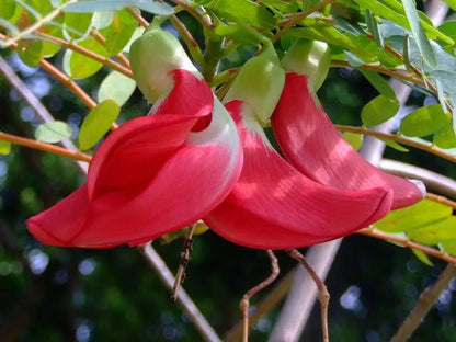 Pink Sesbania Grandiflora Flower Seeds for Planting – Heirloom Non-GMO Garden Seeds