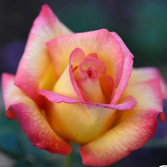 Light Pink Rosa plant