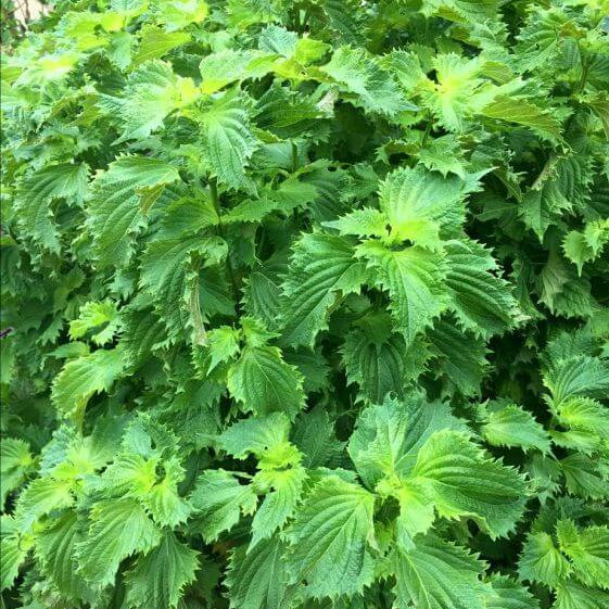 Shiso plant