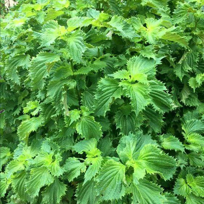 Shiso plant