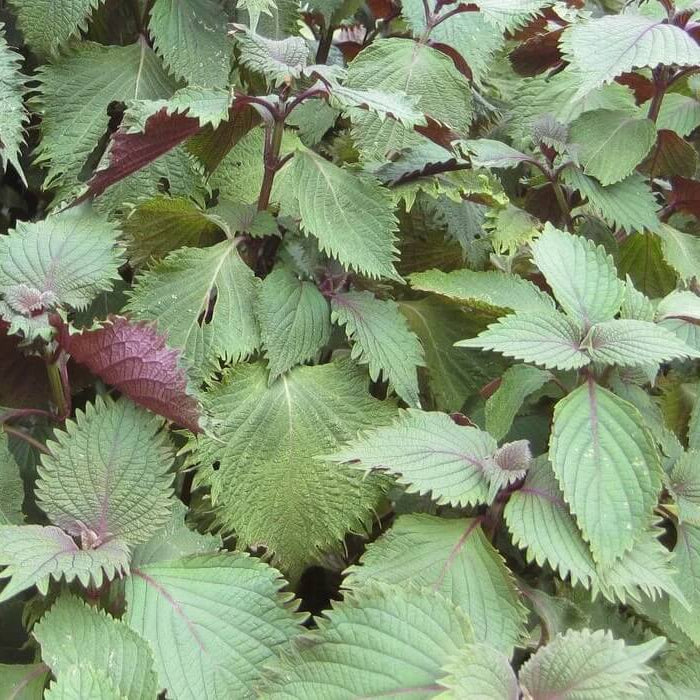 Shiso plant