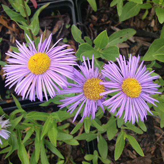 Lavender Erigeron flower seeds