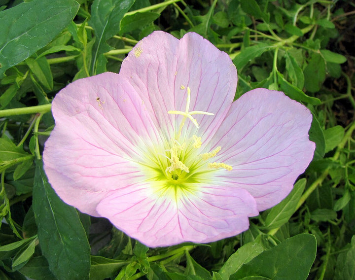 Pink Primrose flower seeds