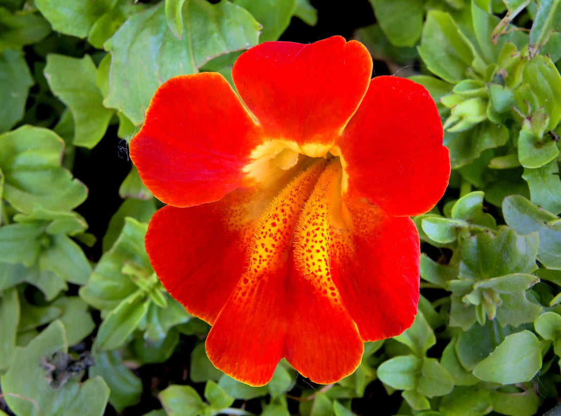 Red Monkey flower seeds