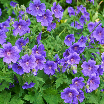 Deep Blue flower seeds