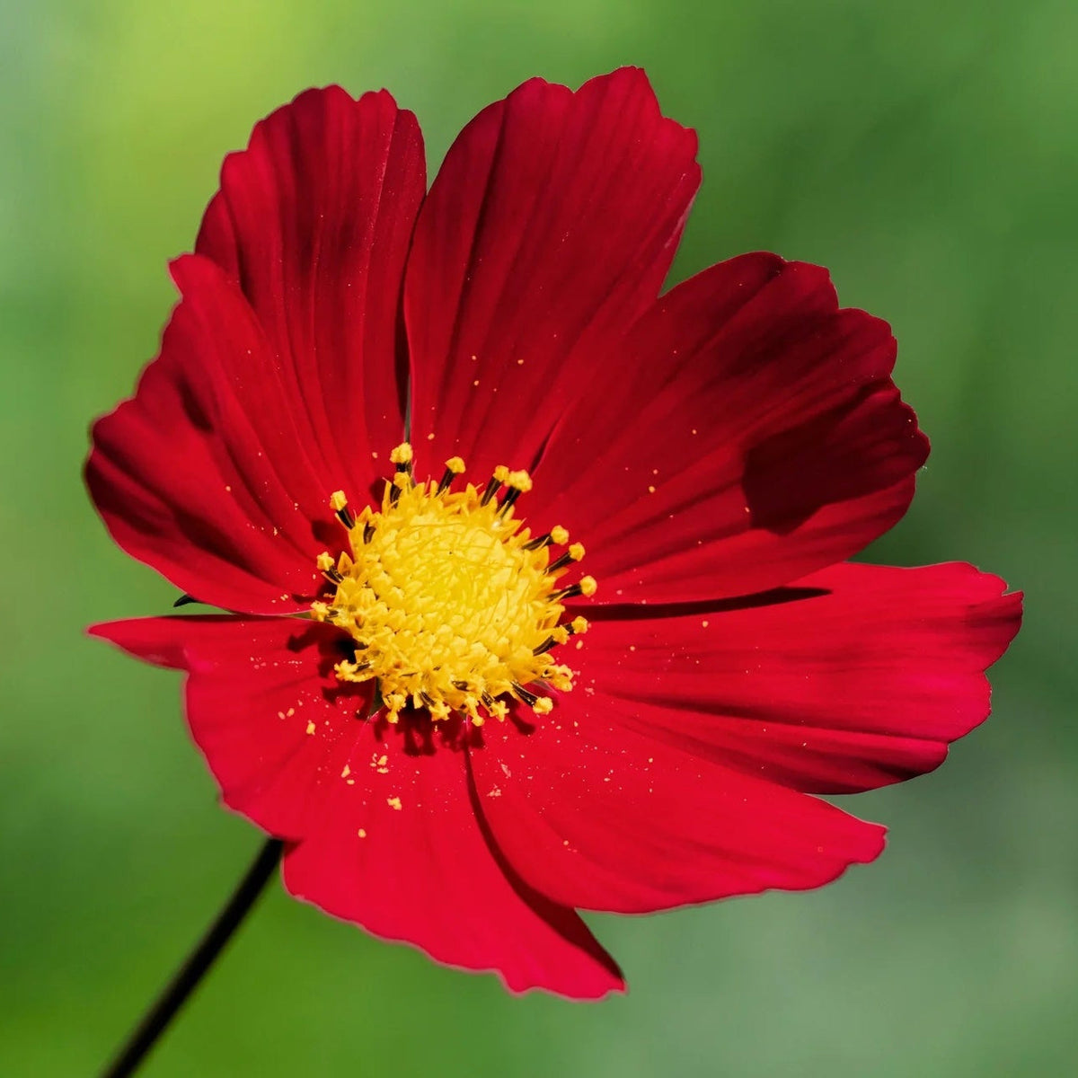 Bipinnatus Dazzler Cosmos plant