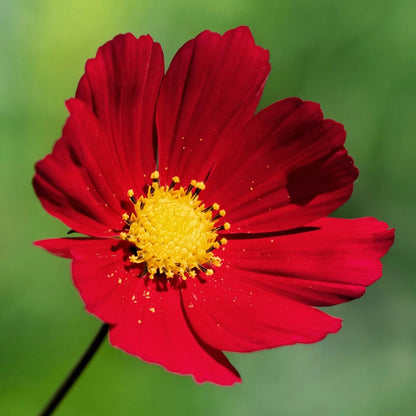 Bipinnatus Dazzler Cosmos plant