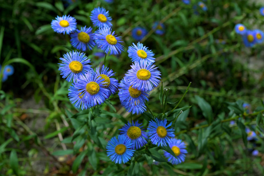 Blue Erigeron flower seeds