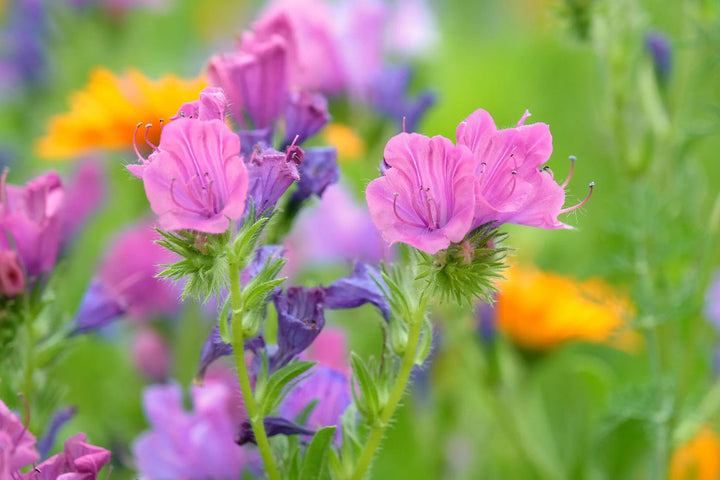 Pink Rose flower seeds