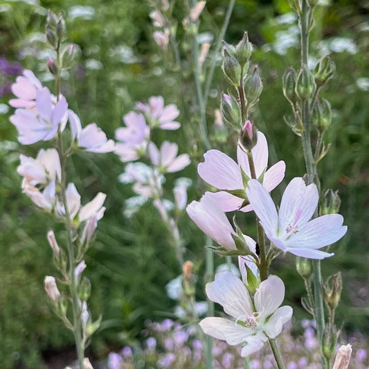 White Checkermallow flower seeds
