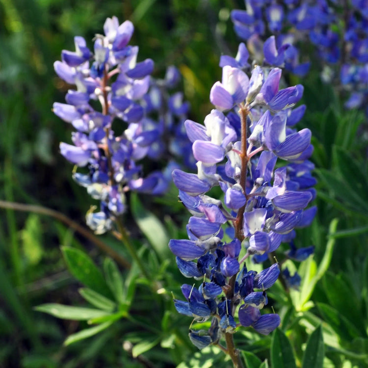 Argenteus Lupine plant