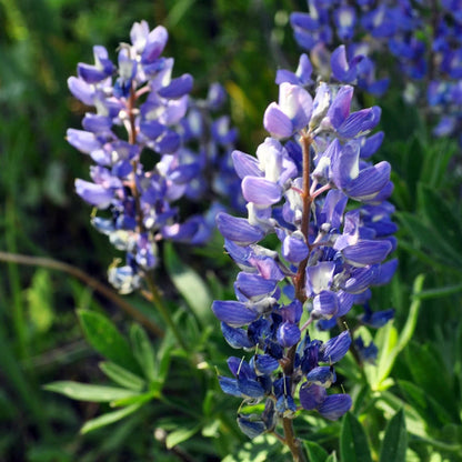 Argenteus Lupine plant