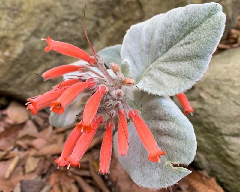 Red Sinningia flower seeds