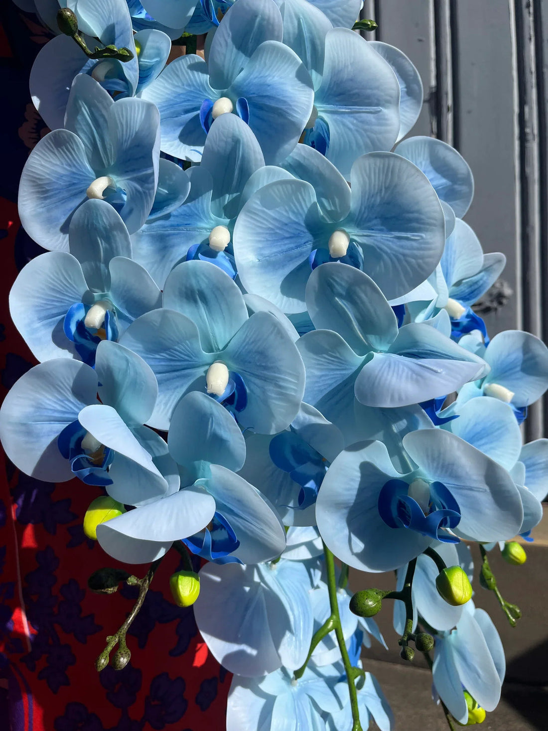 Sky Blue flower seeds