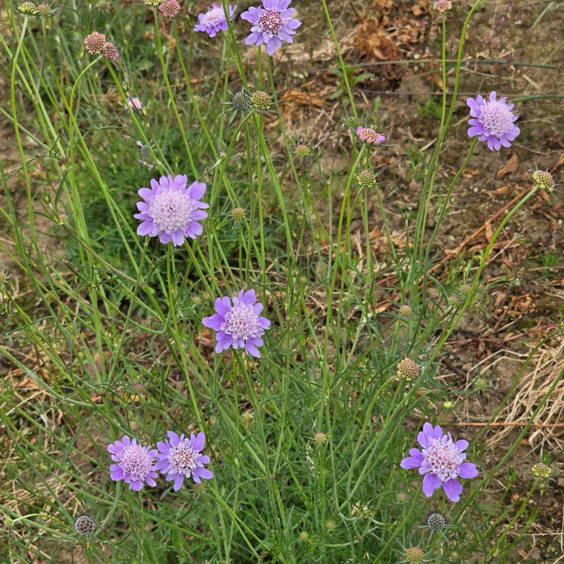 Scabiosa Flower Seeds for Planting – Heirloom Non-GMO Garden Seeds