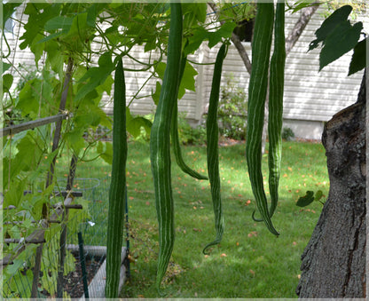 Snake Gourd Seeds for Planting – Green Snake Gourd Growing on Garden Vine