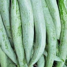 Snake Gourd Seeds for Planting – Green Snake Gourd Vegetable Growing on Garden Vine