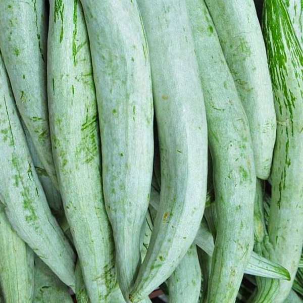 Snake gourd vegetable seeds for planting and growing in home gardens