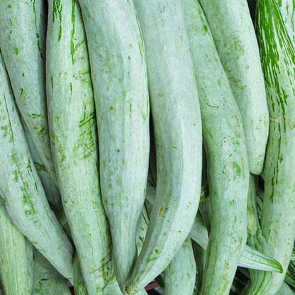 Snake gourd vegetable seeds for planting and growing in home gardens