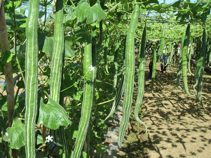 Snake gourd vegetable seeds for planting and growing in home gardens