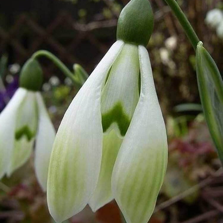 Bulb Snowdrop plant