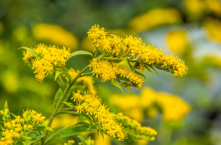 Yellow Solidago Flower Seeds for Planting – Heirloom Non-GMO Garden Seeds