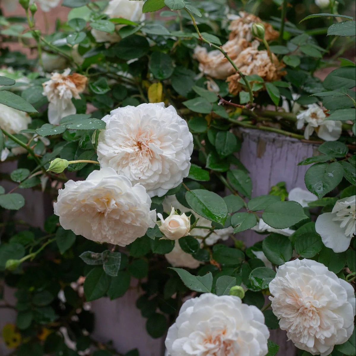 Climbing Sombreuil Rose plant